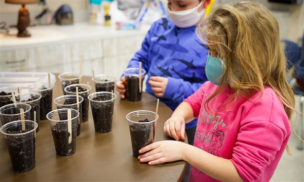 Students place cups onto table